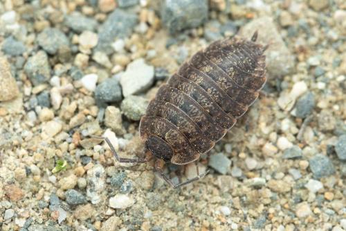 Porcellio monticola
